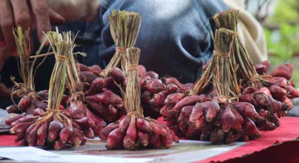 BAWANG DAYAK - (Ada 3 foto)